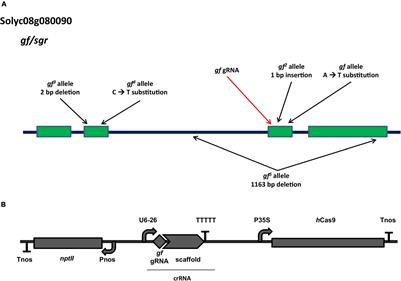 In-Depth Characterization of greenflesh Tomato Mutants Obtained by CRISPR/Cas9 Editing: A Case Study With Implications for Breeding and Regulation